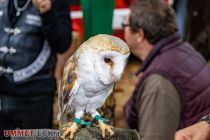 ... und noch ein hübsches Exemplar. • © ummeteck.de - Silke Schön